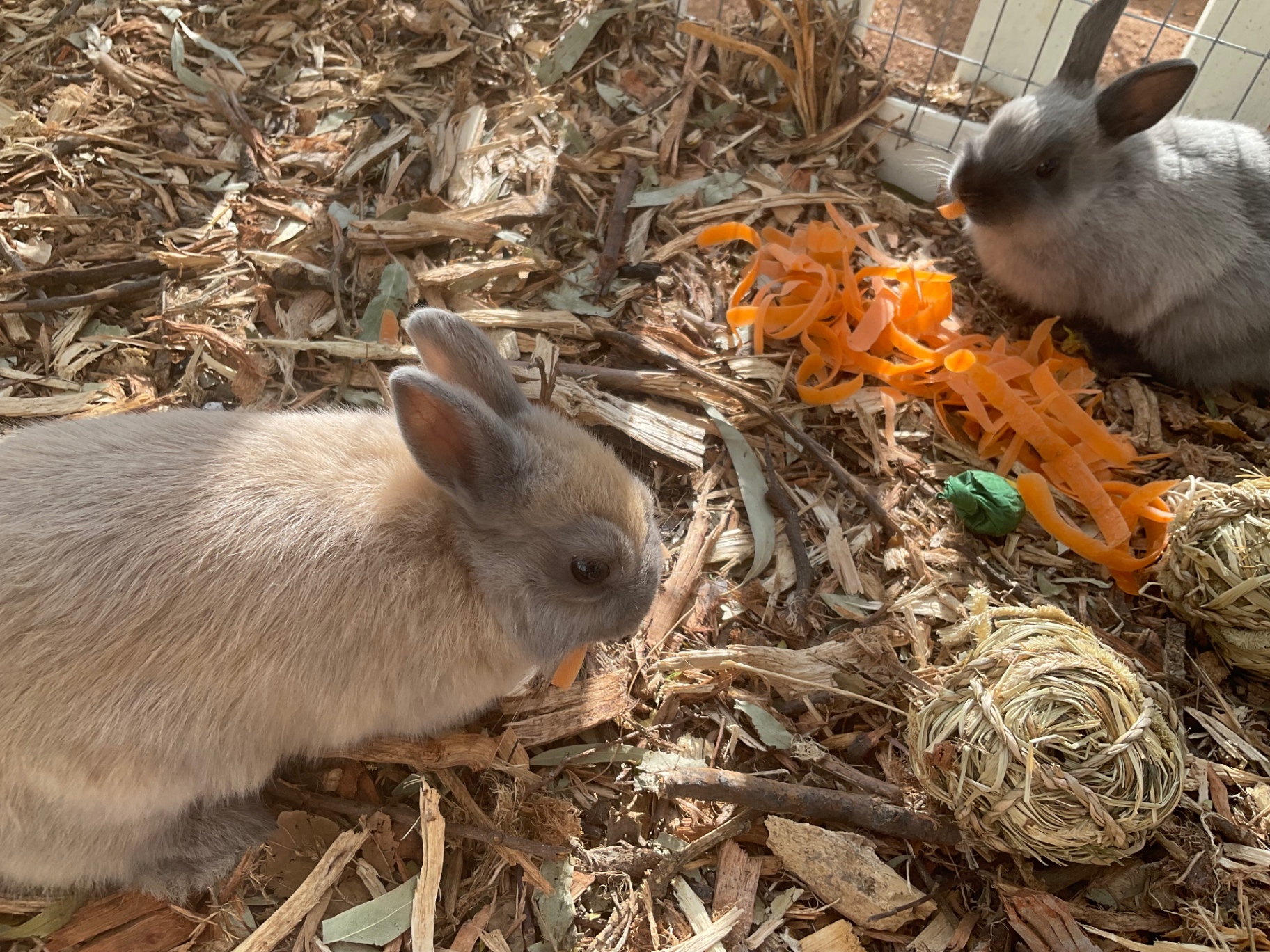 North and Penelope, two Netherland dwarf bunnies, eating carrots
