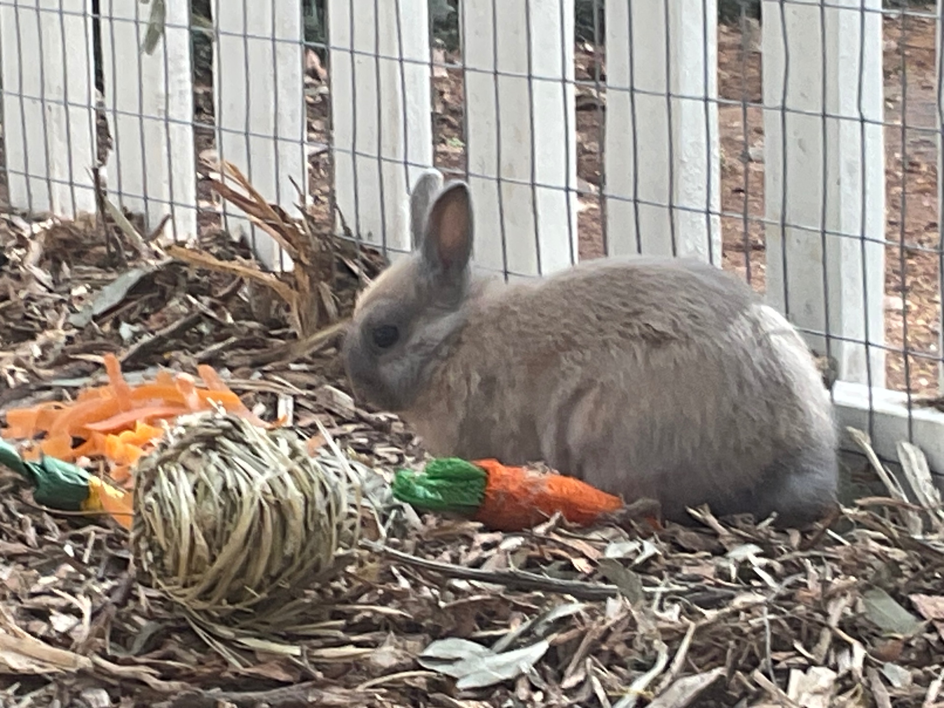 Penelope, a light brown Netherland dwarf bunny